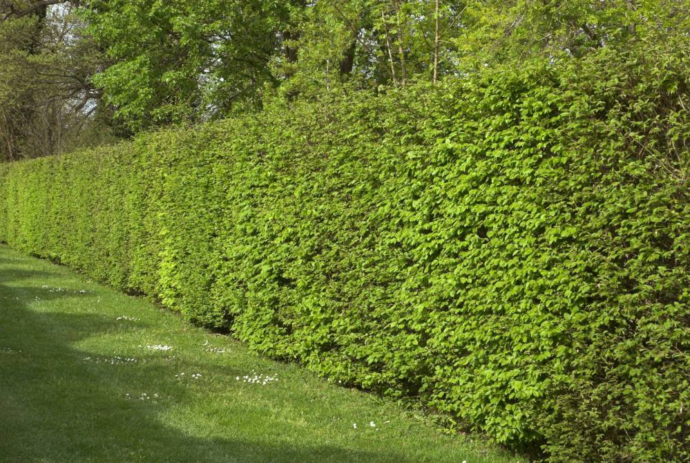 jardin-de-nicolas-haies
