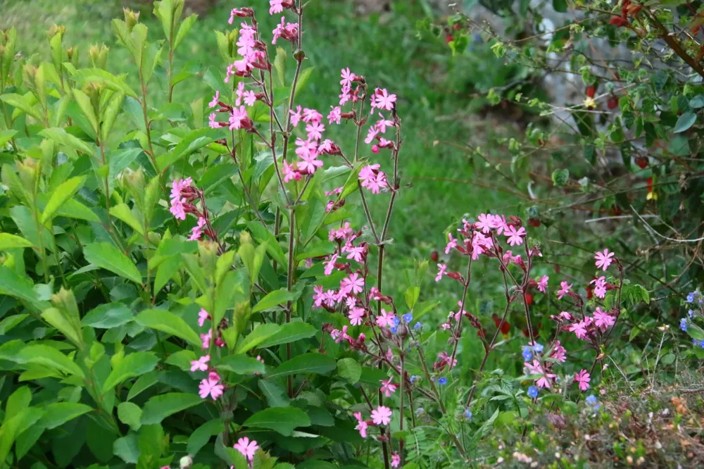 jardin nicolas realisations (7)