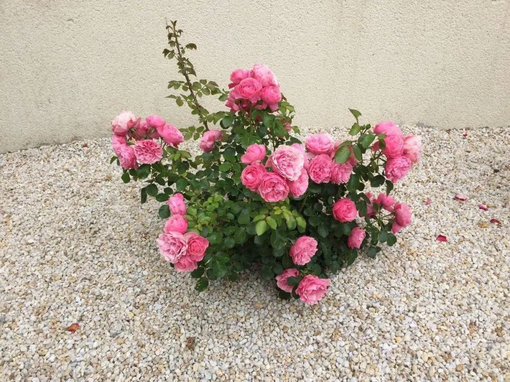 jardin nicolas realisations (2)