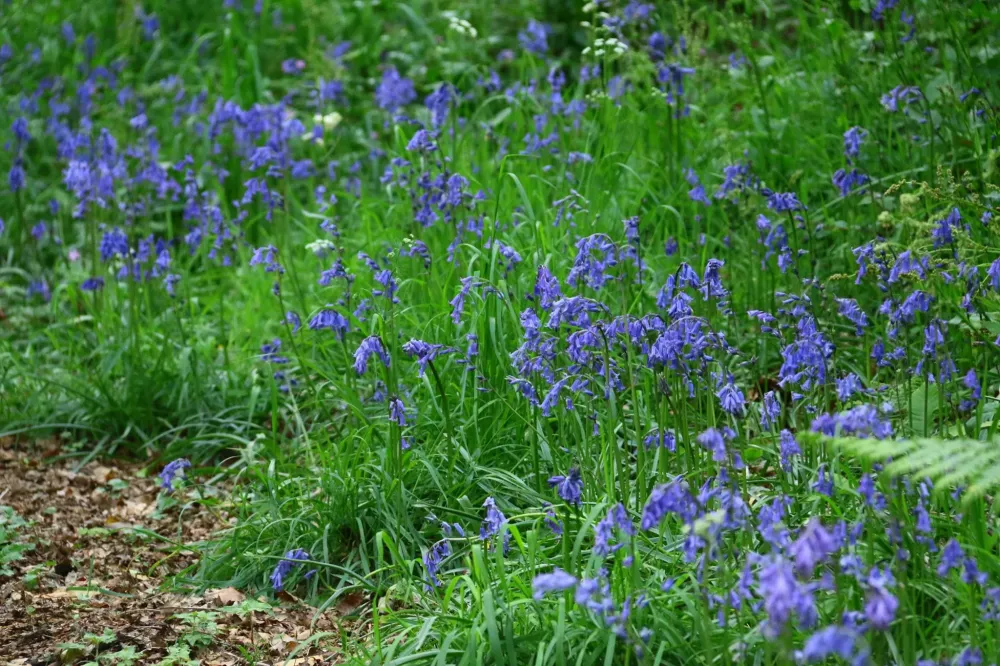 jardin nicolas realisations (8)